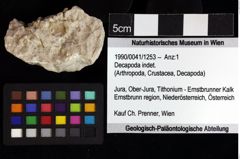 Foto (Objket + Etiketten) von Decapoda indet. 